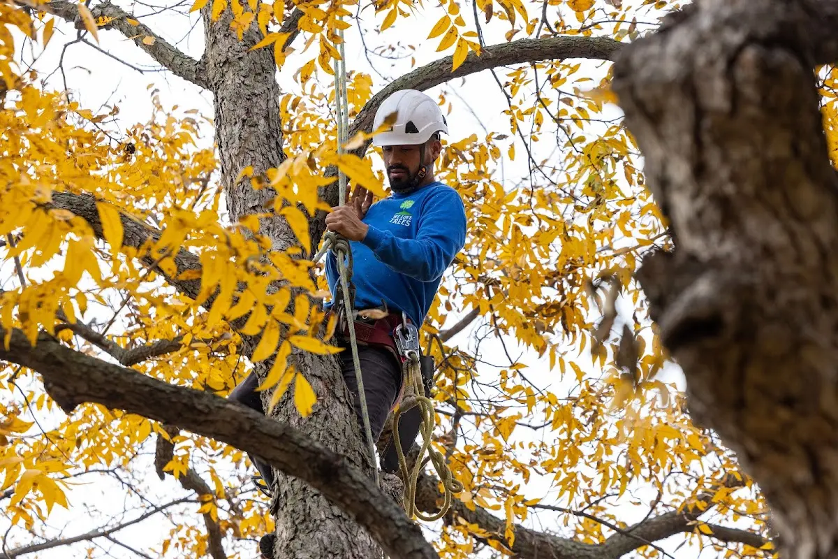 Skilled Tree Pruning crew working in Woodville